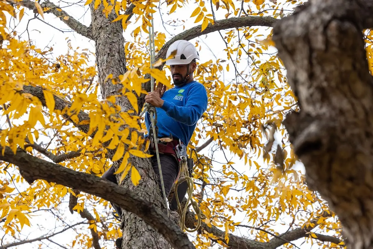 Skilled Tree Planing crew working in Richmond